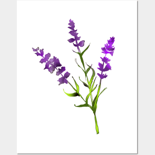 Beautiful Lavender flower Lavender lover botanist wildflower Posters and Art